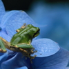 花上散歩