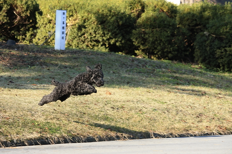 dog_jump