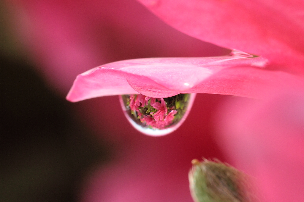 つつじの小さな世界