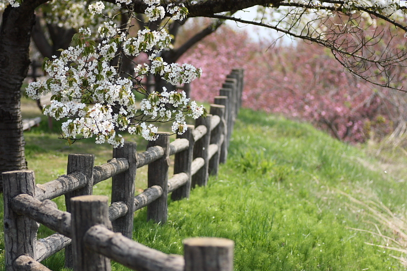 残桜