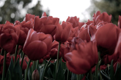 tulip tulip ♪