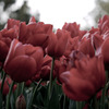 tulip tulip ♪