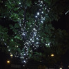 木に輝く星