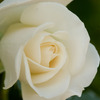 Pure white