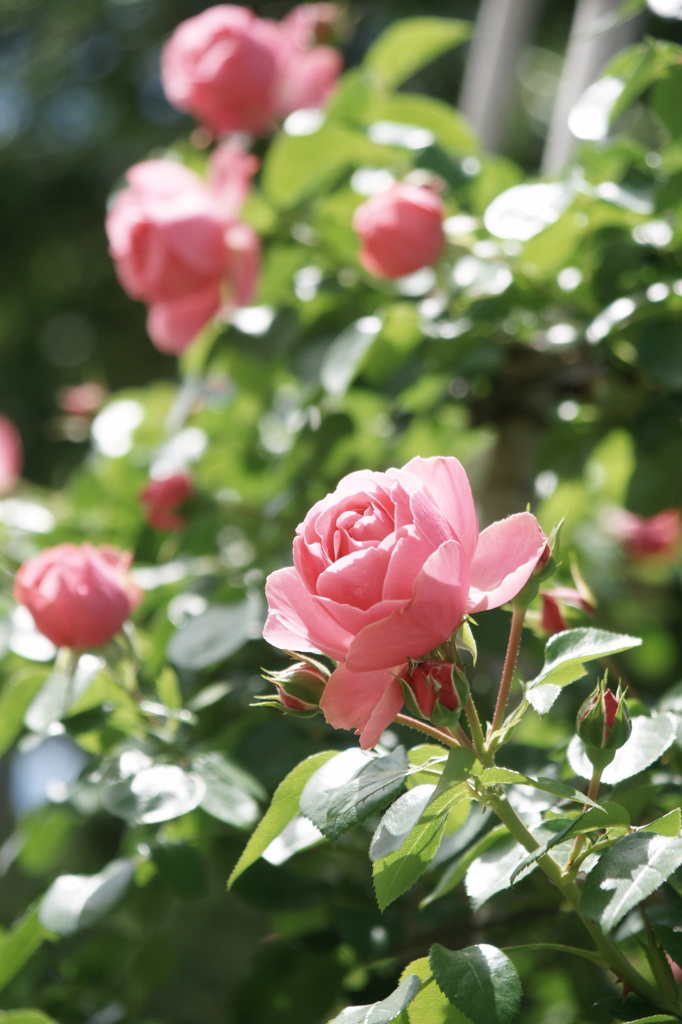 Pink roses