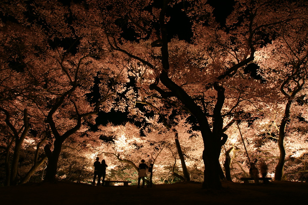 夜桜観賞