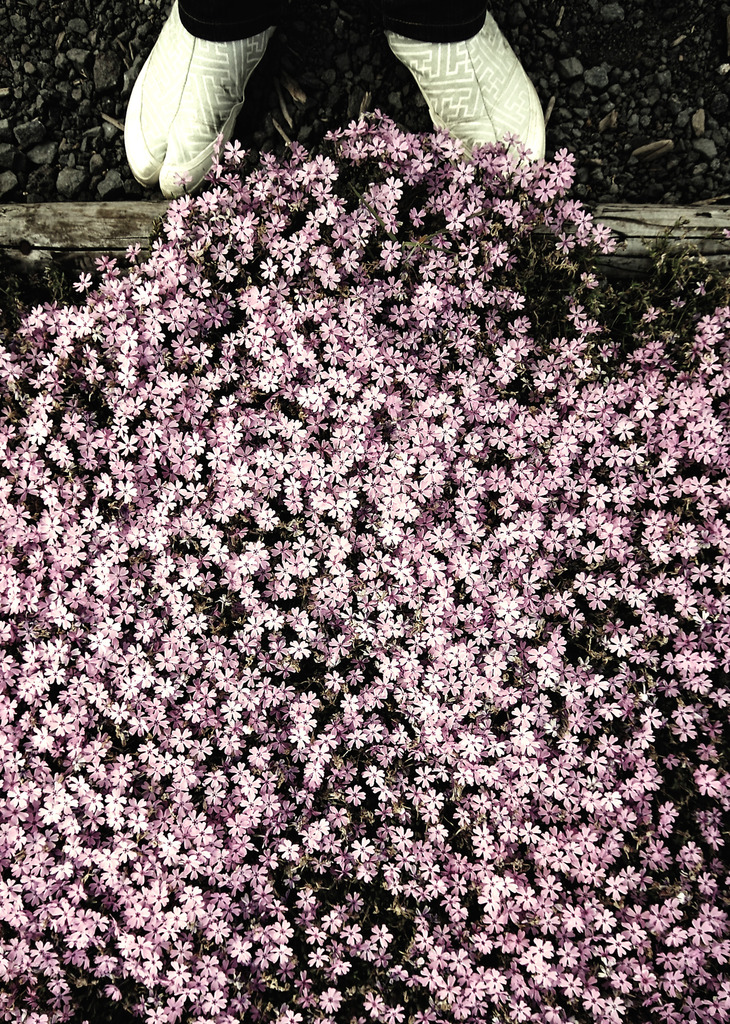足袋と芝桜