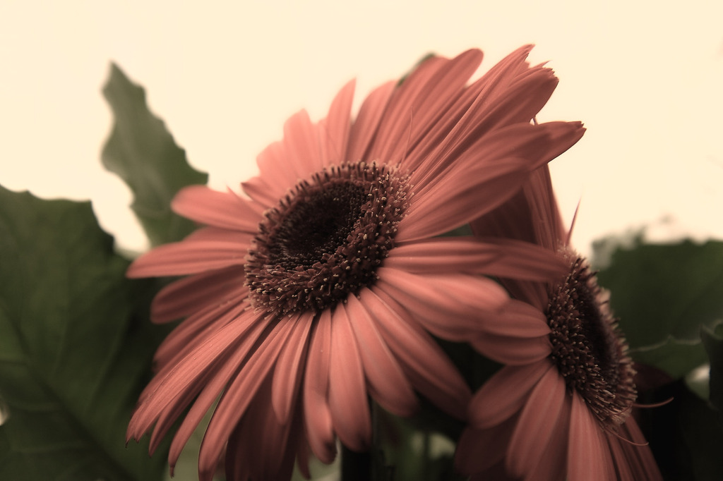gerbera_1