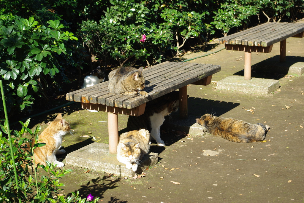 ネコ・猫・neko