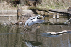 I２０１００３１３石神井公園－００１