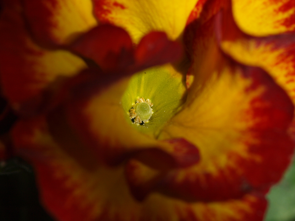 プリムローズ　雌しべに！