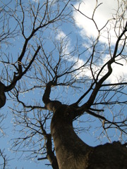 見上れば青空