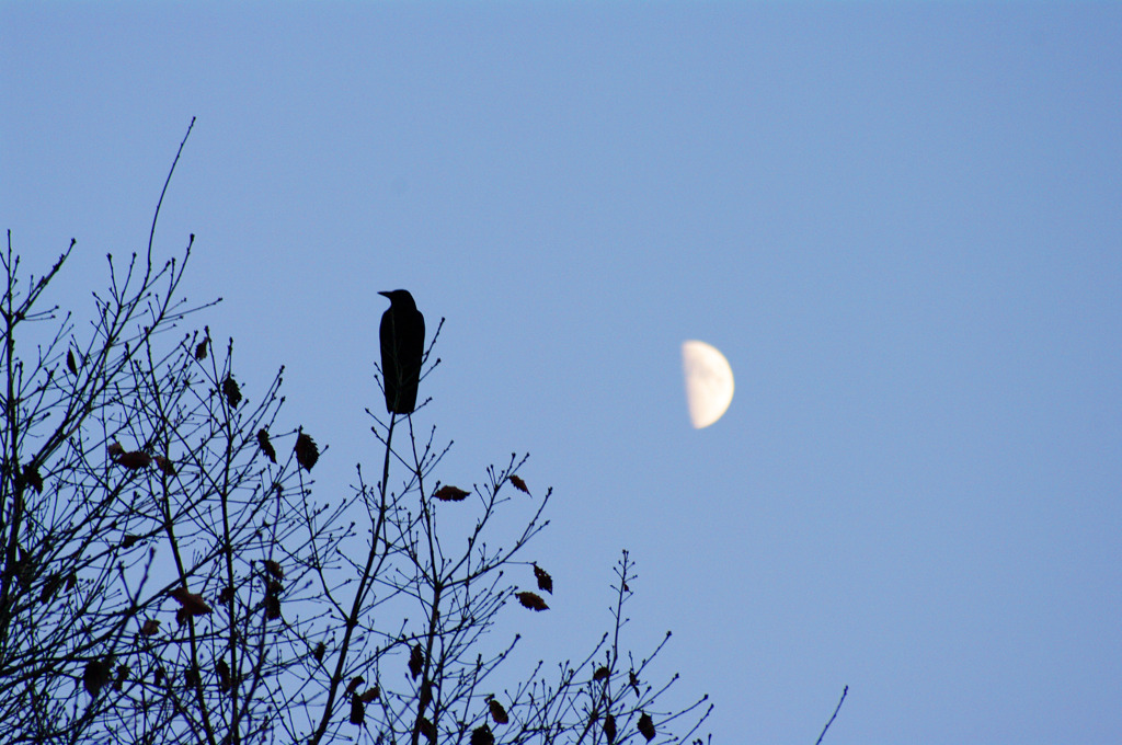 夕刻の烏