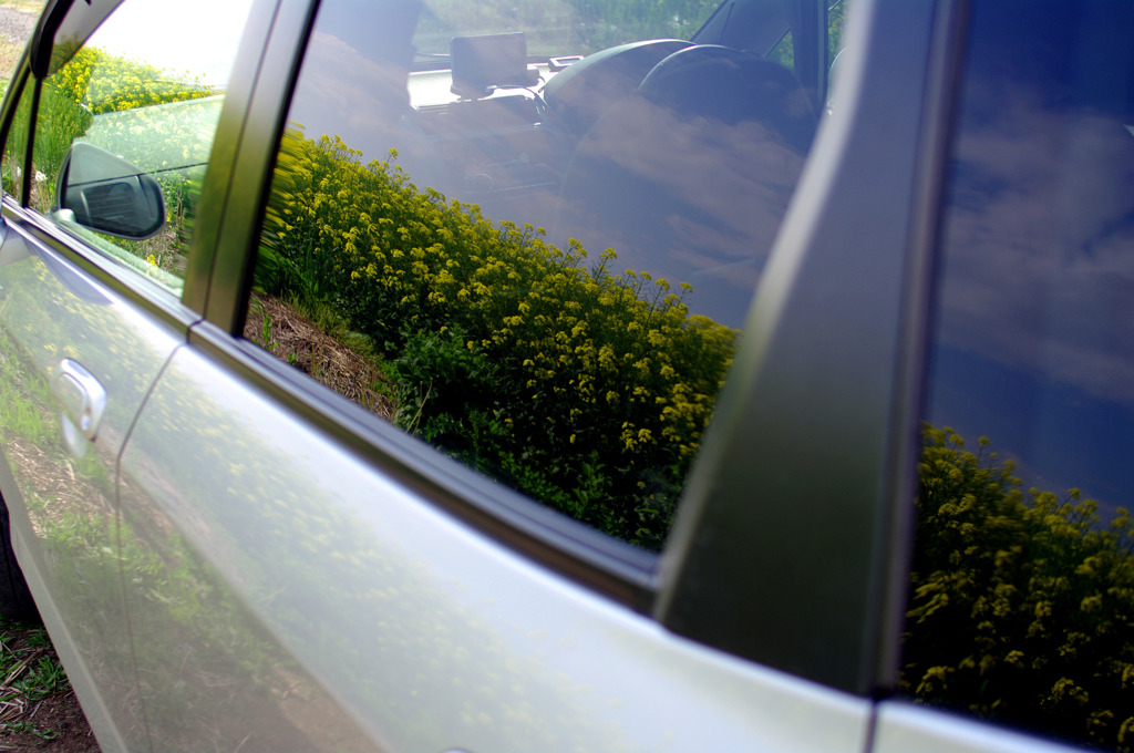 車に映える菜の花畑
