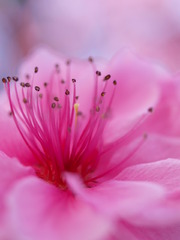 ぼたん桜