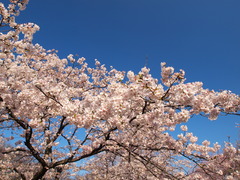 桜＆青空