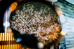 Sakura.