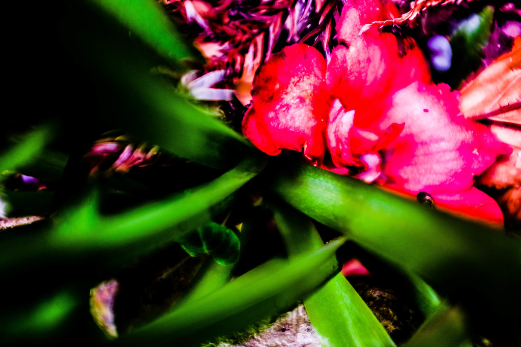 withered