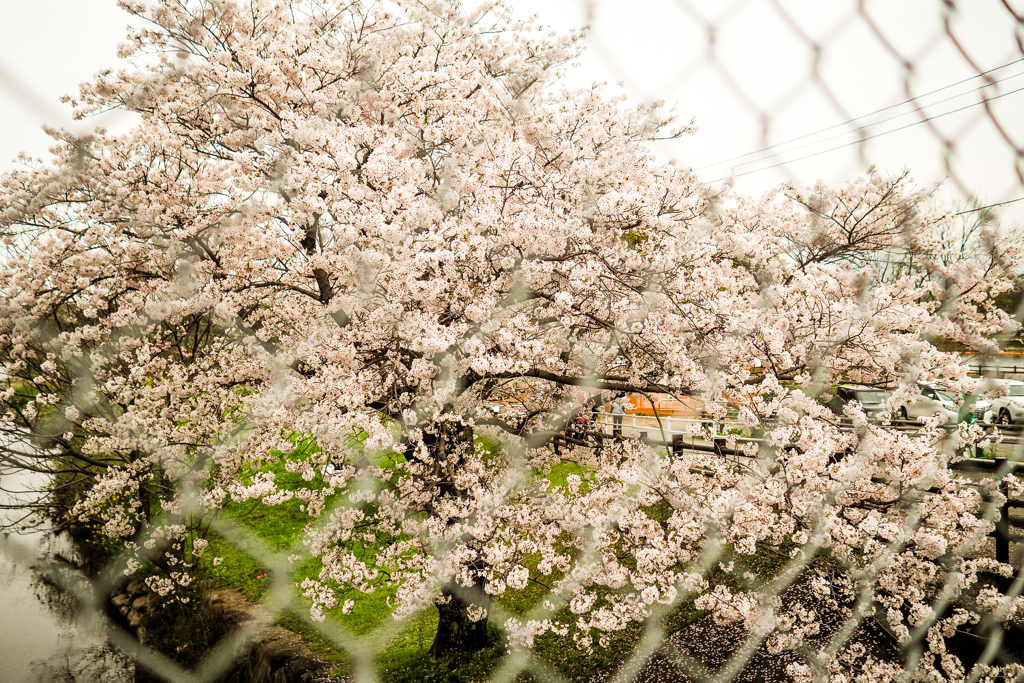 Sakura.