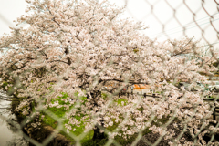 Sakura.