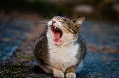 Yawn…。