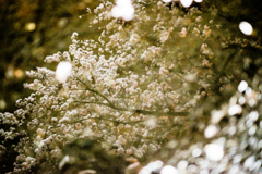 Sakura.