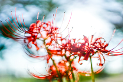 曼珠沙華。