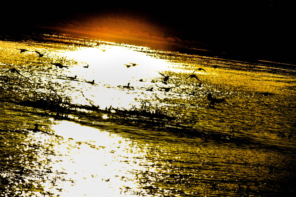 Light.
