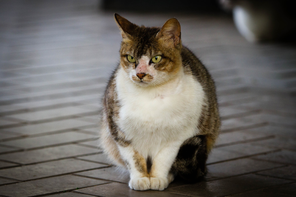 2013.4.8 Cat.