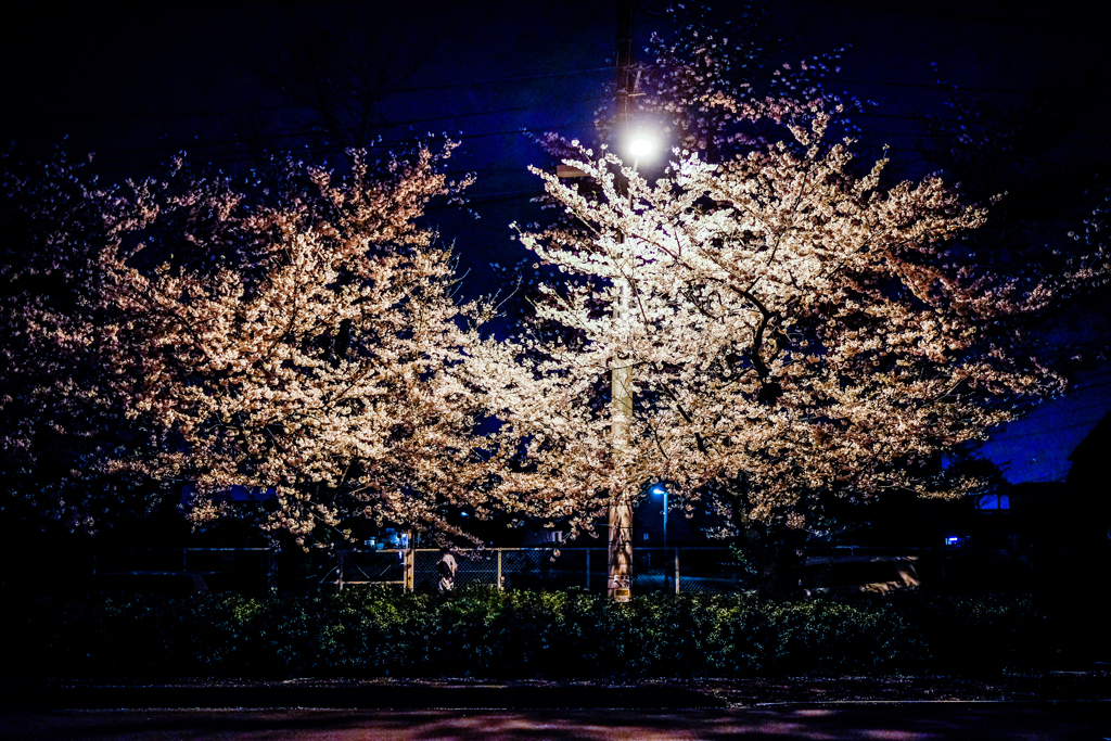 Sakura.