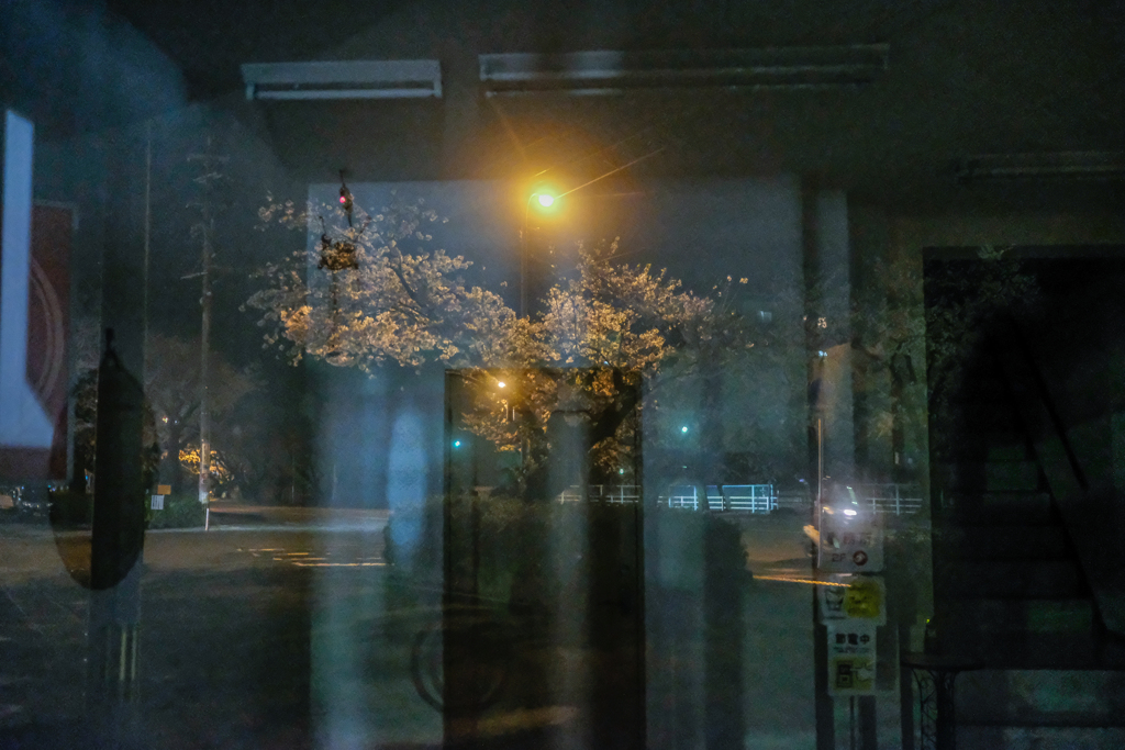 Sakura.