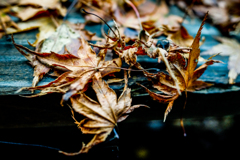 Autumn.