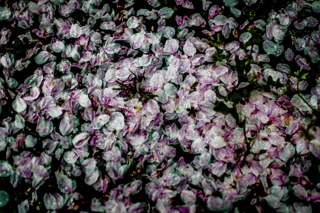 Sakura no Kisetu.