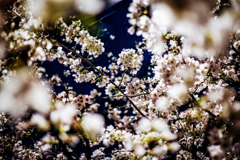 Sakura.
