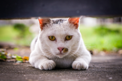 Summer cat.