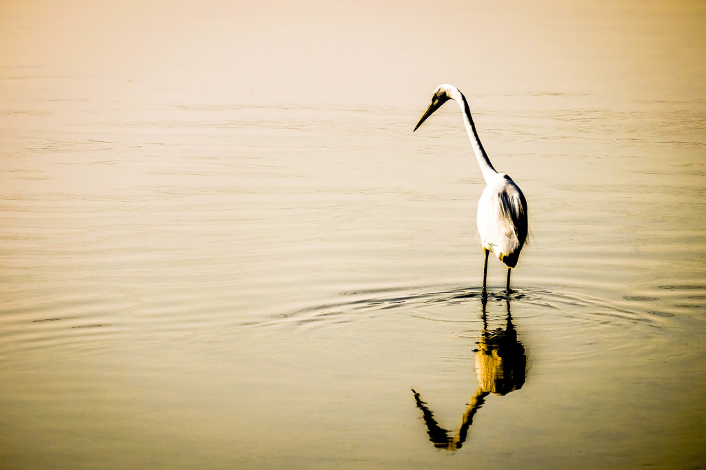 Silent Wave.