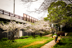 Sakura.