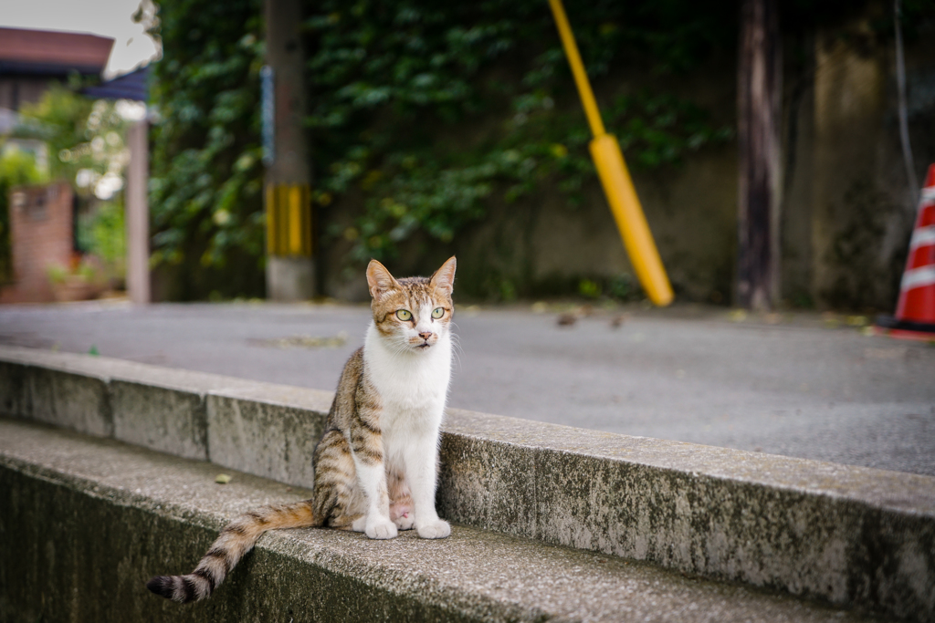 Summer cat.