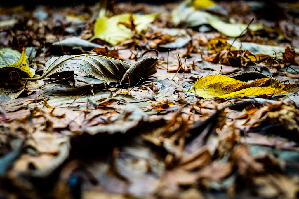 Autumn.