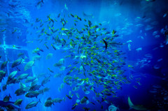 School of fish.