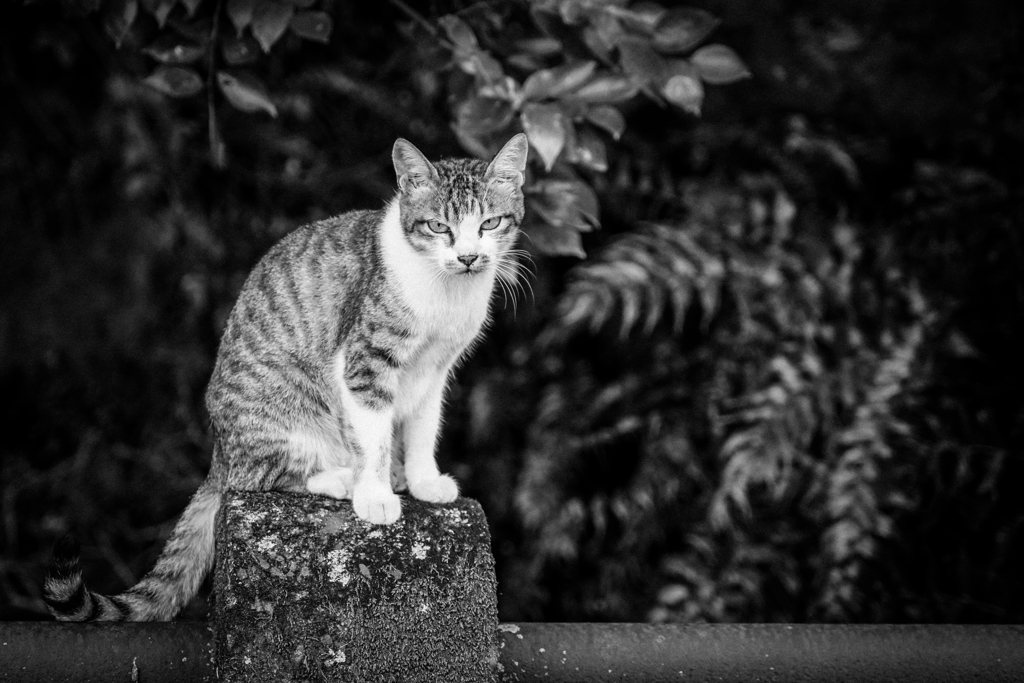Summer cat.