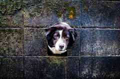 Dog wall.