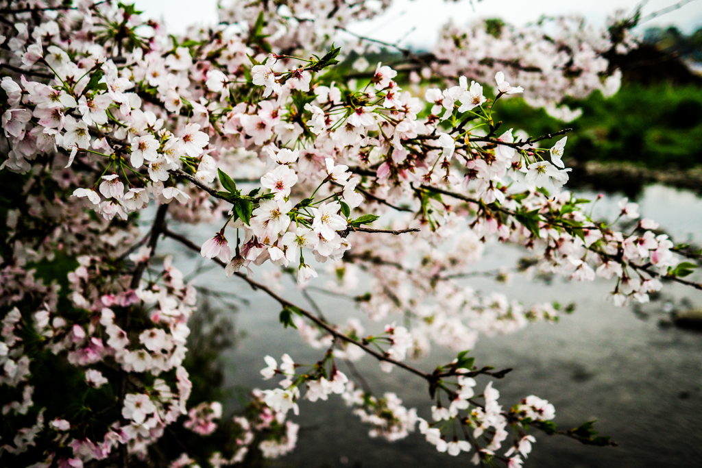 Sakura.
