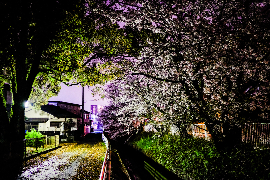 Sakura.