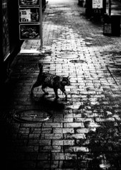 Street.