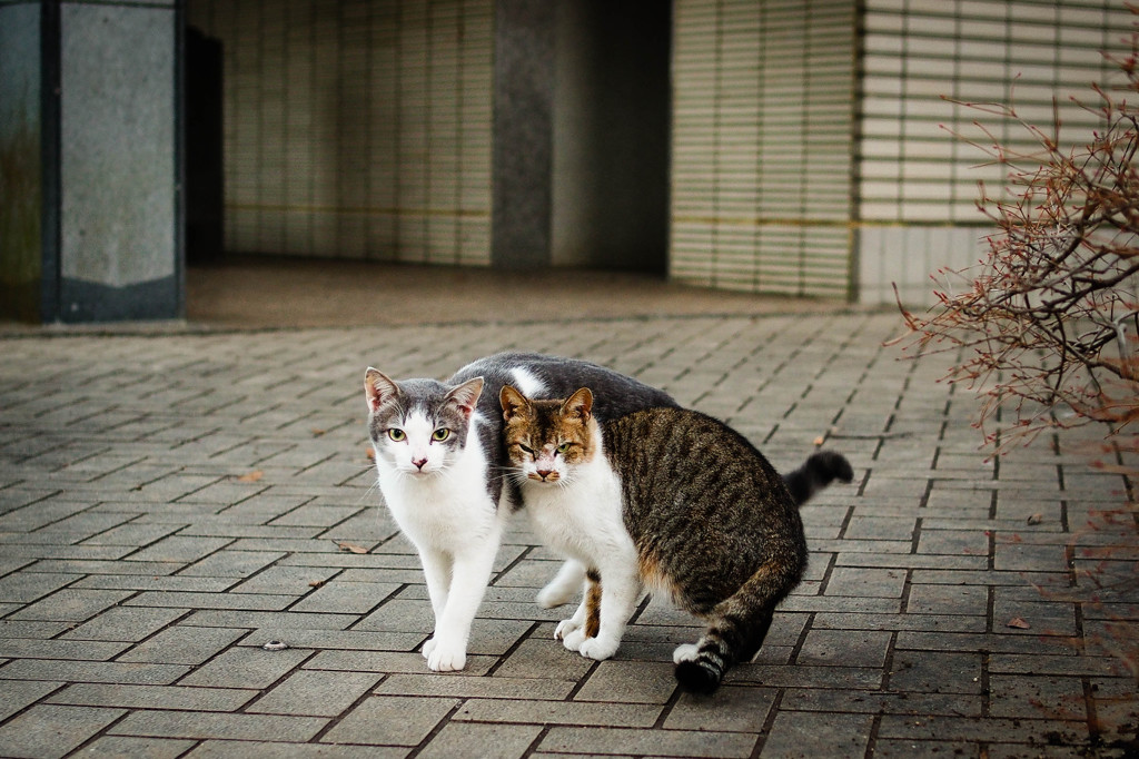 にゃん＃2。