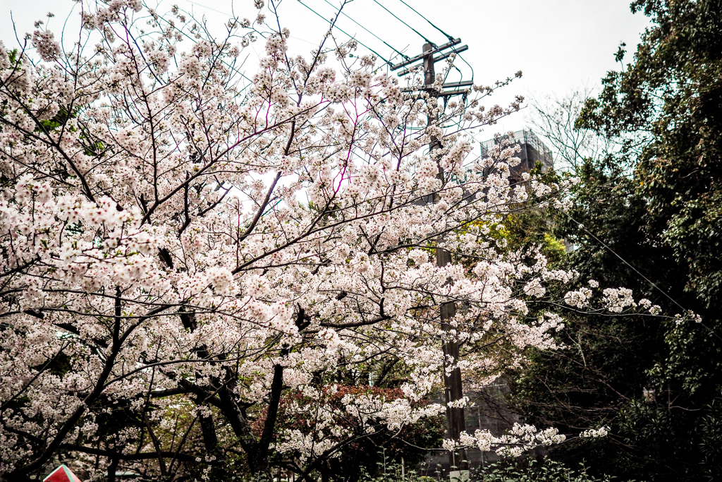 Sakura.