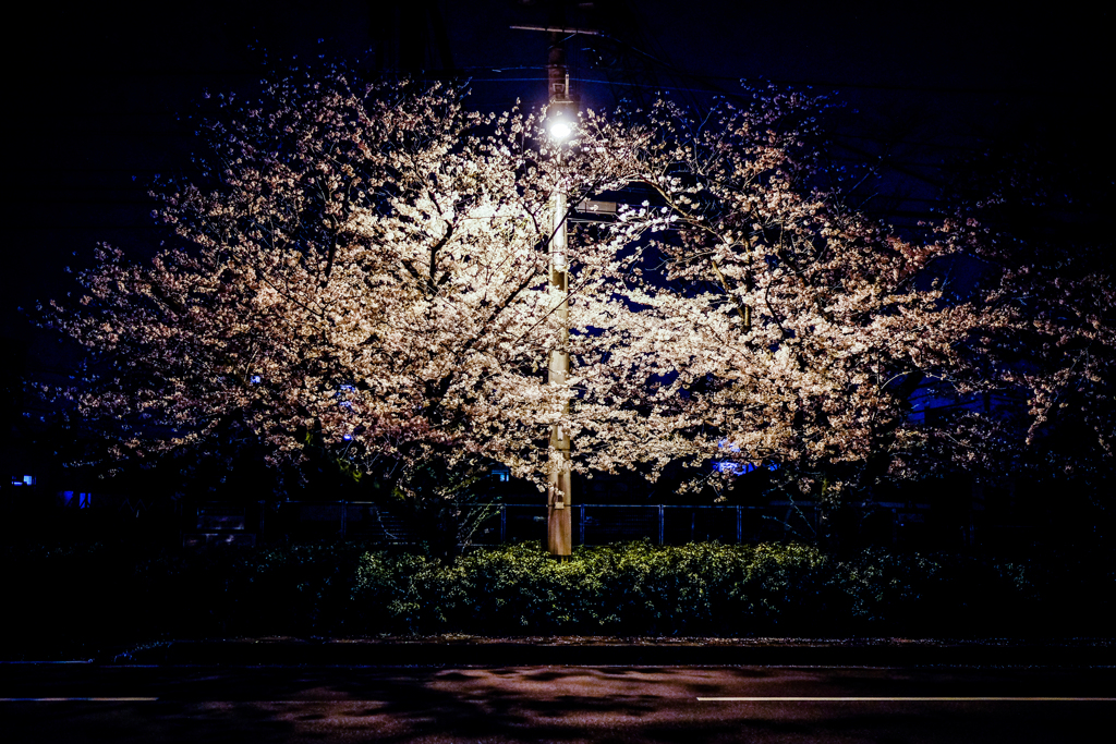 Sakura.