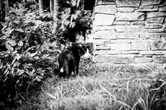 Summer cat.