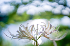 曼珠沙華。